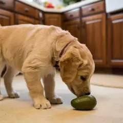 Un cachorro curioso explora un aguacate en la cocina, descubriendo que los perros pueden comer aguacate.