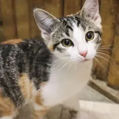 A curious calico cat with striking eyes. These beautiful felines often enjoy a long calico cat lifespan, bringing joy for many years.