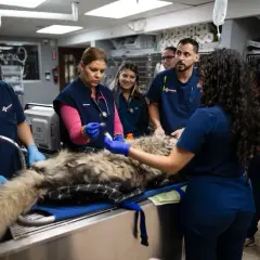 Clínica Veterinaria Sedano en Salamanca: Servicios y Atención 24/7