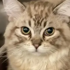 A fluffy cat with striking eyes looks up, perhaps showing signs of arthritis in cats.