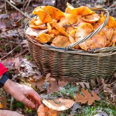 Kiedy sezon na rydze? Sprawdź najlepszy czas na zbieranie tych grzybów