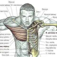 Anatomia klatki piersiowej z zaznaczonym mięśniem piersiowym większym, kośćmi i innymi mięśniami.