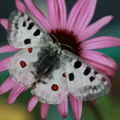 Niepylak apollo, motyl z rodziny paziowatych, odpoczywa na różowym kwiecie. Jego białe skrzydła zdobią czarne plamy i czerwone oczka.