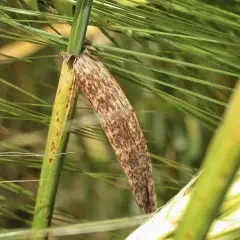 Braune Flecken auf einem Gerstenblatt, Anzeichen von Ramularia gerste.