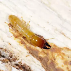 Termite alata con mandibole scure su legno, forse in cerca di un nuovo nido.
