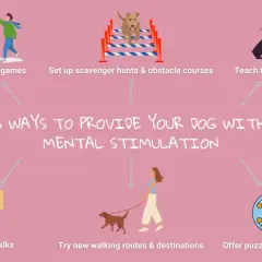 6 ways to provide your dog with mental stimulation: play games, set up obstacle courses, teach tricks, go on sniff walks, try new routes, and offer puzzle toys.
