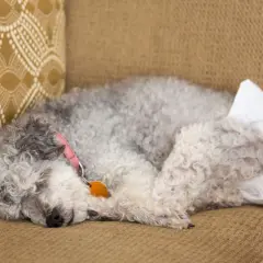 Perro durmiendo en un sofá con pañal, indicativo de incontinencia urinaria en perros.