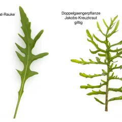Salat-Rauke und giftiges Jakobskreuzkraut: Verwechslungsgefahr bei der Ernte. Achten Sie auf die Blattstruktur.