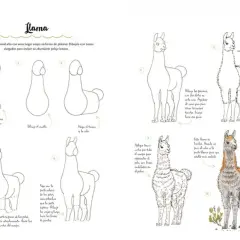 Instrucciones paso a paso para dibujar llamas, ideales como animales para dibujar fáciles.
