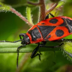 Insetto rosso e nero con lunghe antenne, posato su un filo d'erba verde.