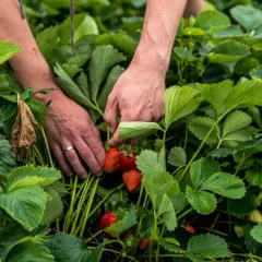 Ręce zbierają dojrzałe truskawki. Jedna z nich, jakby królowa, błyszczy w słońcu.