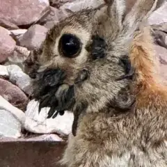 Primer plano de un conejo con la cara cubierta de pulgas.