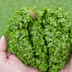 Mains tenant une poignée de plante canard, une petite plante aquatique verte, sur fond flou de gazon artificiel.