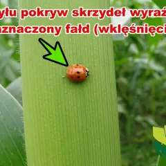 Biedronka azjatycka z charakterystycznym wklęśnięciem na pokrywach skrzydeł, siedząca na zielonym liściu kukurydzy.