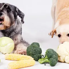 Dwa psy, jeden szorstkowłosy, drugi lablador, leżą obok warzyw. Czy pies może kalafior? Labrador wącha kalafiora, a obok leżą brokuły i kukurydza.