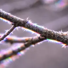 Szron na gałęziach tworzy tęczowe refleksy, ukazując piękną aberrację chromatyczną.