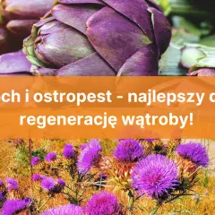 Karczoch czy ostropest – co naprawdę lepiej wspiera zdrowie wątroby?