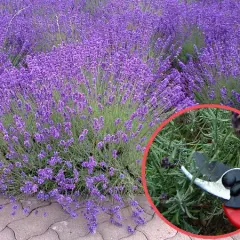 Jak i kiedy przycinać lawendę, aby uniknąć błędów w pielęgnacji