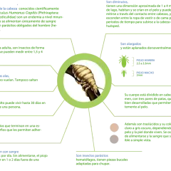 Infografía sobre pediculosis que es: insectos parásitos (piojos) que se alimentan de sangre humana, miden 1-4 mm, no tienen alas y viven en el pelo.