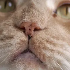 Nahaufnahme einer getigerten Katze mit einer leicht verkrusteten Nase.