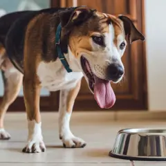 Perro con la lengua fuera, junto a un cuenco vacío. ¿Cuánto tiempo aguanta un perro sin comer ni beber?