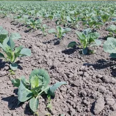 Rzędy młodej kapusty pastewnej na polu. Uprawa kapusty pastewnej wczesną wiosną.