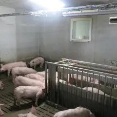 Des porcelets roses dans un enclos intérieur, prêts pour leur vermifuge porc plein air.