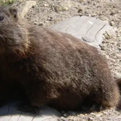 Marmota peluda sentada en un tronco. ¿Cuánto duerme una marmota? ¡Mucho!