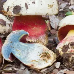 Un grupo de setas de colores vibrantes, con sombreros blancos y tallos rojos, una de ellas cortada revela un interior azulado. Podría ser el boletus mas grande del mundo.