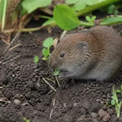 Mały karczownik, który kopie tunele, chrupie świeżą trawkę na ziemi.