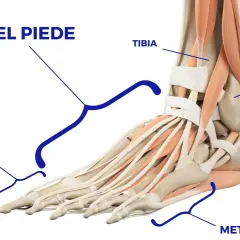 Dettaglio anatomico del dorso del piede, con evidenziati metatarso, dita, tibia e peroni del calcagno.