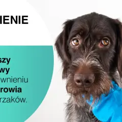 Szczepienia psa to klucz do jego zdrowia. Na zdjęciu pies przygotowany do zastrzyku, symbolizującego ochronę.
