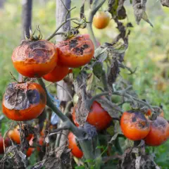 Pomidory z czarnymi, gnijącymi plamami, które pokazują, jak wygląda zaraza ziemniaczana na pomidorach.