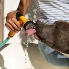 Mi perro no bebe agua de su cuenco, pero le encanta lamer el agua de la manguera.