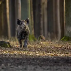 Dziki w lesie, przygotowuje się do polowania na dziki.