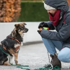 Ein entspannter Hund sitzt aufmerksam vor einer Frau, die ihm ein Spielzeug anbietet.