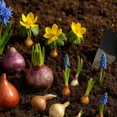 Wiosenne kwiaty i cebulki ozdobne, gotowe do sadzenia. Wśród nich tulipany, hiacynty, szafirki i zimowity.