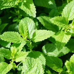 Feuilles vertes et texturées de menthe poivrée, évoquant ses nombreux bienfaits pour la santé et le bien-être.