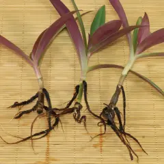 Drei junge mexikanische dreimasterblumen mit Wurzeln, bereit zur Vermehrung.