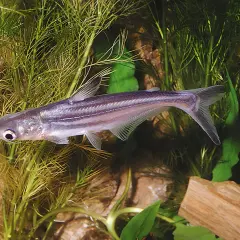 En silverfärgad pangasius fisk simmar bland gröna vattenväxter och stenar.