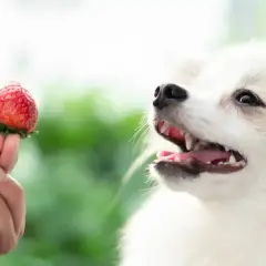 Pies patrzy na truskawkę trzymaną w dłoni.
