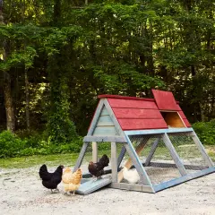 A charming DIY chicken coop with a red roof and blue frame sits in a wooded area. Several chickens, including black, tan, and white breeds, explore the gravel ground nearby.