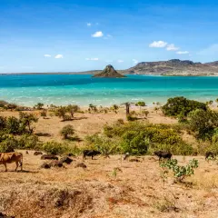 Krajobraz Madagaskaru z krowami na pierwszym planie i turkusową wodą w tle. Idealny czas, by odwiedzić Madagaskar, to pora sucha, od kwietnia do października.