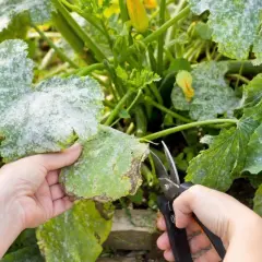 Main d'un jardinier coupant une feuille de courgette atteinte d'oidium. La poudre blanche couvre les feuilles, signe d'une maladie.
