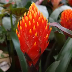 Jasna, ognista guzmania. Jak dbać o tę tropikalną piękność? Wymaga jasnego światła i wilgotnego podłoża.