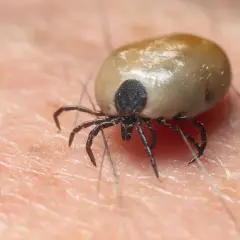 Una garrapata hinchada se aferra a la piel, un detalle que podría hacer soñar con garrapatas.