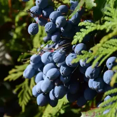 Grono jagody kamczackiej, idealne do sadzenia. Wskazówki jak sadzić jagodę kamczacką znajdziesz w opisie.