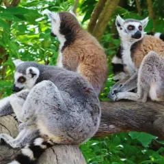 Veterinario Faunia: Encuentra la mejor atención para tu mascota