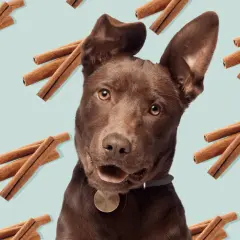 Un perro marrón mira curioso, rodeado de canela. ¿Sabías que los perros pueden comer canela en pequeñas cantidades?