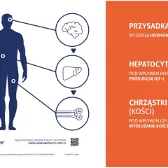 Schemat pokazuje, jak pobudzić hormon wzrostu: przysadka mózgowa wydziela hormon, który stymuluje wątrobę do produkcji IGF-1, a ten z kolei wpływa na chrząstki wzrostowe kości.